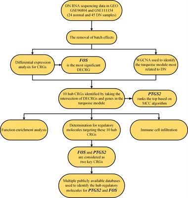 Identification of copper-related biomarkers and potential molecule mechanism in diabetic nephropathy